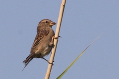 Passer domesticus