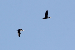 Phalacrocorax carbo