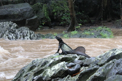 Hydrosaurus celebensis