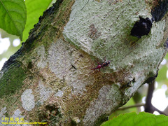 Baryrhynchus poweri