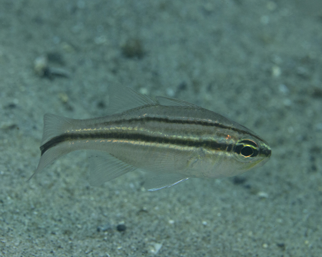 Barred striped cardinalfish (Ostorhinchus fasciatus) — Apogonidae
