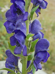 Aconitum burnatii