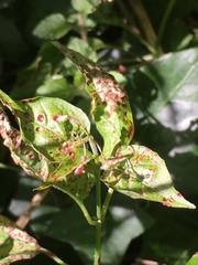 Puccinia circaeae