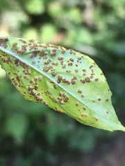 Puccinia circaeae