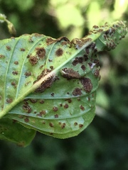 Puccinia circaeae