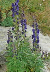 Aconitum burnatii