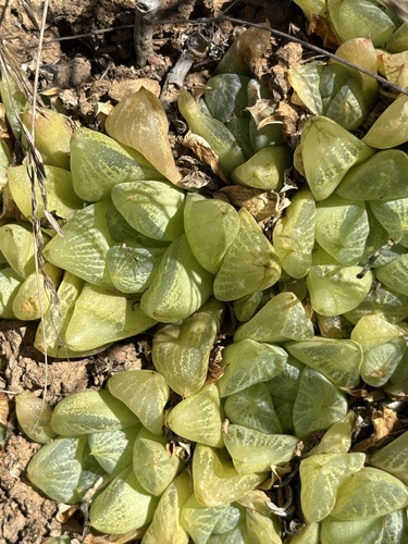 Haworthia turgida