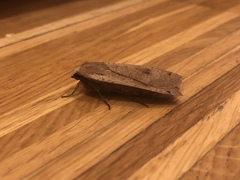 Noctua pronuba