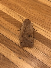 Noctua pronuba