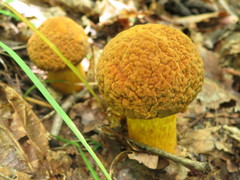 Rugiboletus extremiorientalis