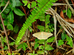 Luxiaria mitorrhaphes