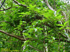 Actinidia