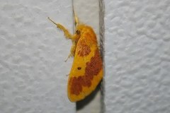 Euproctis staudingeri