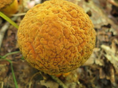 Rugiboletus extremiorientalis