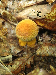 Rugiboletus extremiorientalis