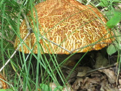 Rugiboletus extremiorientalis