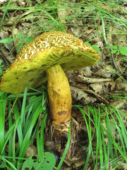 Rugiboletus extremiorientalis