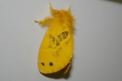 Artaxa sakaguchii