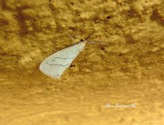Leuculodes lacteolaria