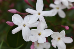 Jasminum polyanthum
