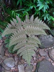 Dryopteris paleolata