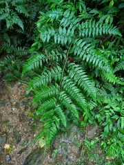 Diplazium laxifrons