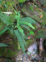 Polystichum hancockii