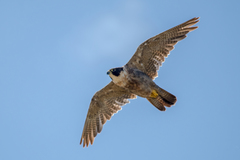 Falco peregrinus macropus