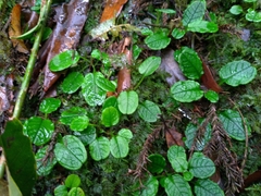 Trigonotis formosana elevatovenosa