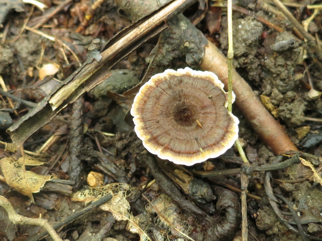 Coltricia perennis · August 2019 · photo: © repta (iNaturalist, cc-by)