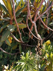 Rhododendron caucasicum