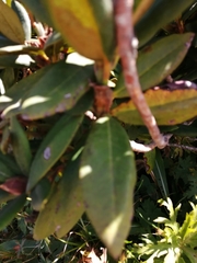 Rhododendron caucasicum