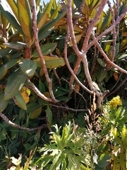 Rhododendron caucasicum