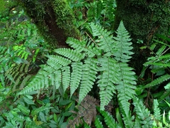 Diplazium doederleinii