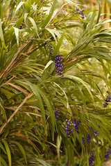 Dianella bambusifolia