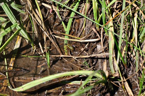 iNaturalist observation photo of Western Yellowjacket