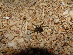 Dolomedes