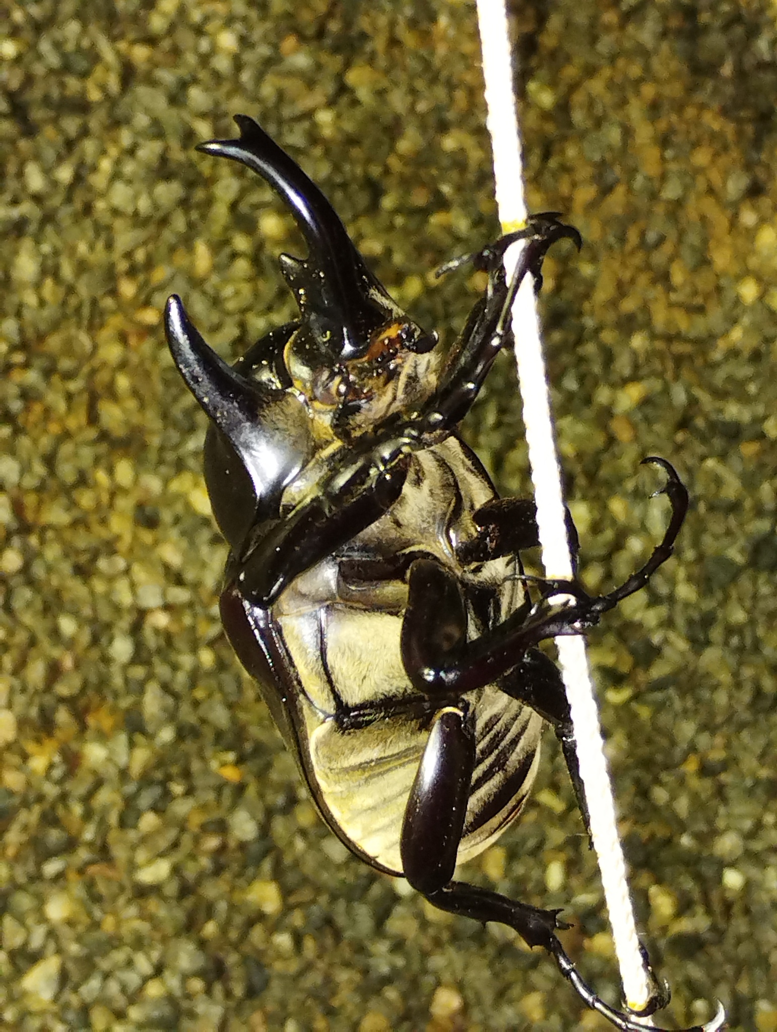 Megasoma actaeon