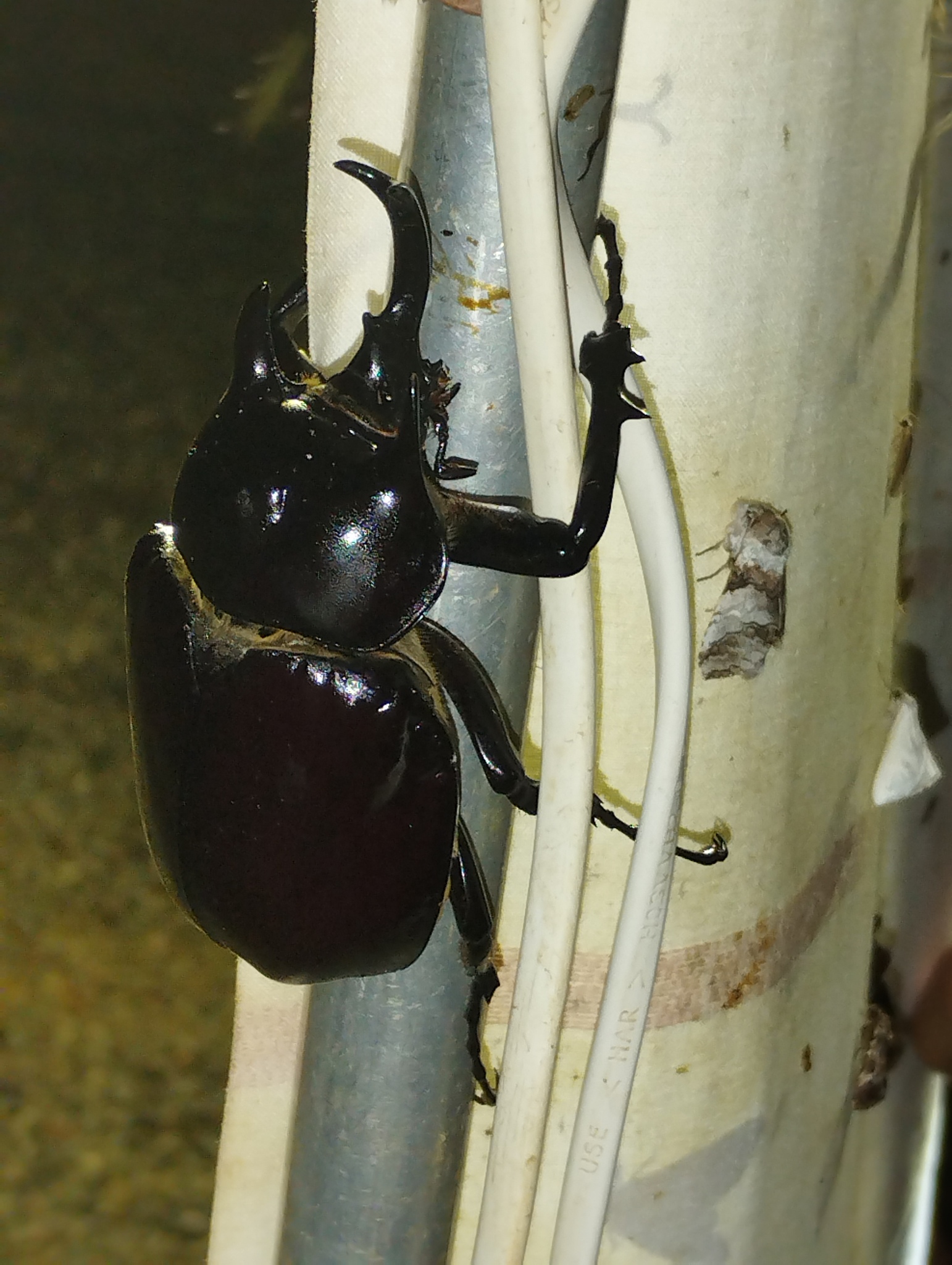 Megasoma actaeon