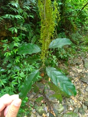 Itea parviflora