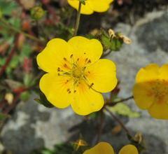 Potentilla grandiflora