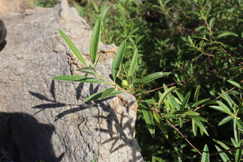 Ricinocarpos marginatus