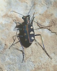 Cosmodela aurulenta aurulenta