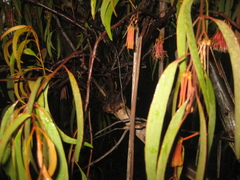 Amyema pendula pendula