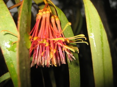 Amyema pendula pendula