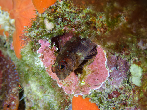 Photo of Long-striped blenny (Parablennius rouxi)
