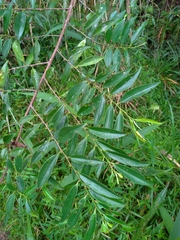 Theaceae