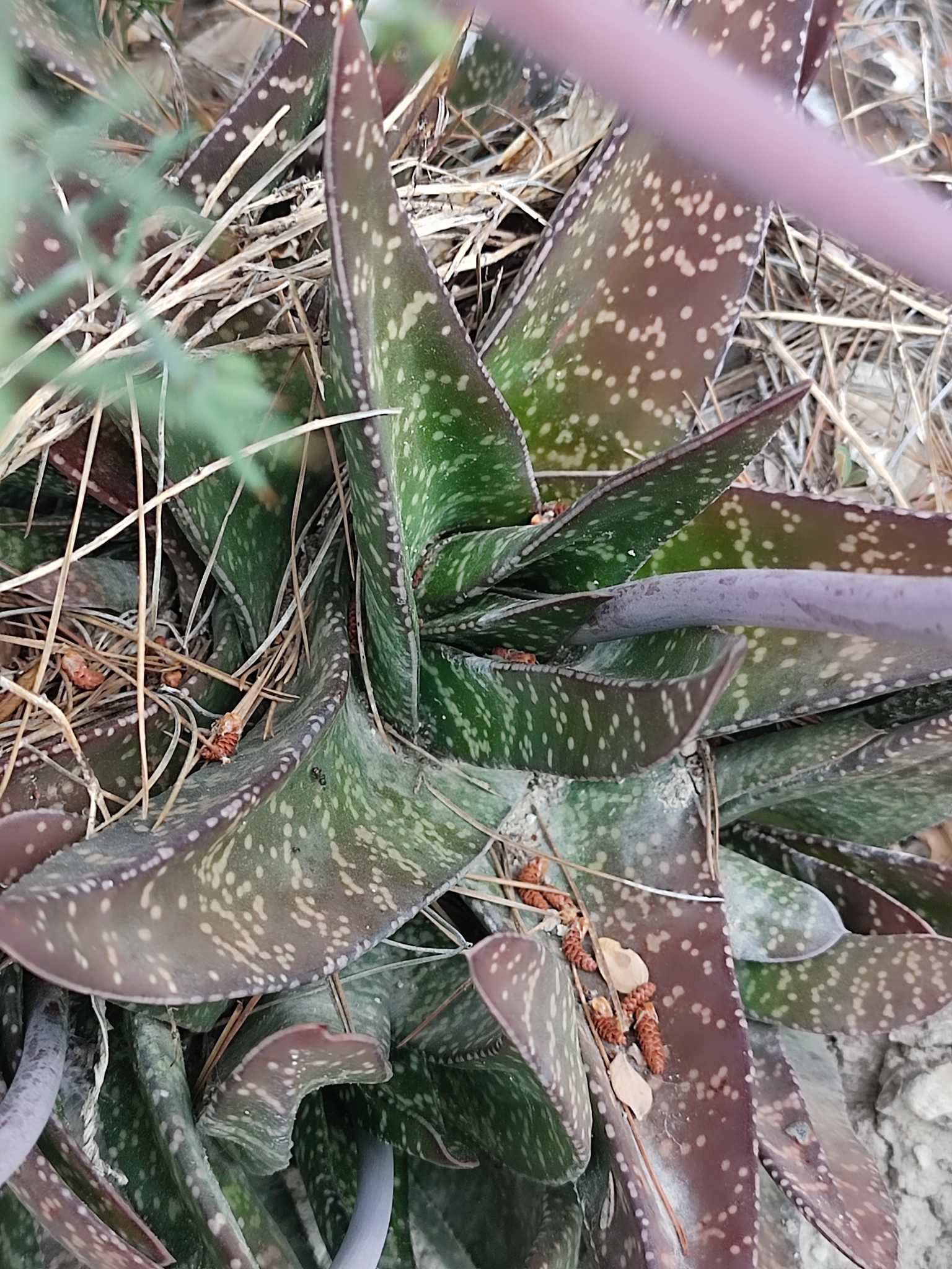 Imagem de Gasteria