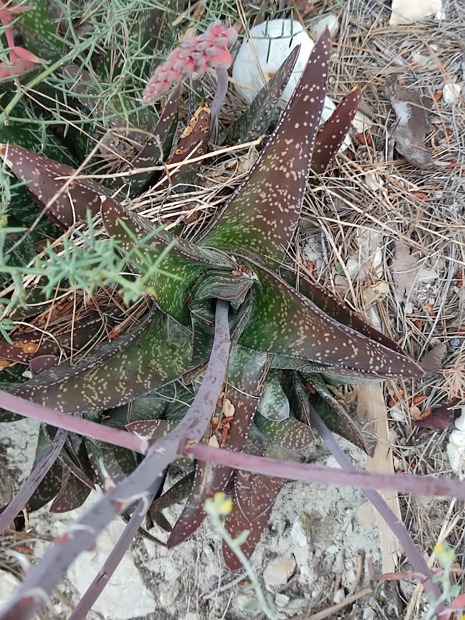Imagem de Gasteria