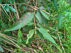 Alniphyllum pterospermum